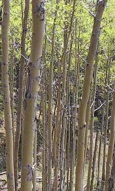 Poplars at Kananaskis, July 2002